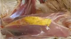現(xiàn)在青年雞最嚴(yán)重的是什么？