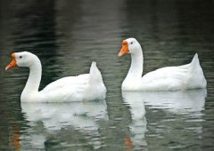養(yǎng)鵝禁忌有哪些？看看你中了幾條！