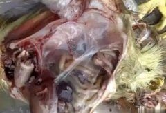 黃病毒在南方各個地區(qū)多發(fā)，這里帶你了解黃病