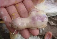肉雞最頭疼的還是腺肌胃炎，到底該怎么解決？
