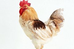 雞腺胃炎跟腸道混感治療方法?。夹g(shù)指導）