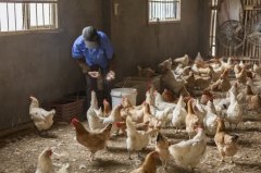 雞新城疫用什么藥效果好，知道之后無需再區(qū)分