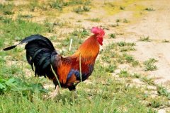 肉雞養(yǎng)殖成本要如何控制？