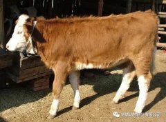 肥牛養(yǎng)殖過(guò)程中存在的問(wèn)題，應(yīng)該如何進(jìn)行解決