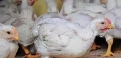 支原體感染的發(fā)展過程及臨床癥狀！！!
