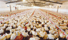 肉雞壞死性腸炎飼料報酬低，整齊度差嚴重影響