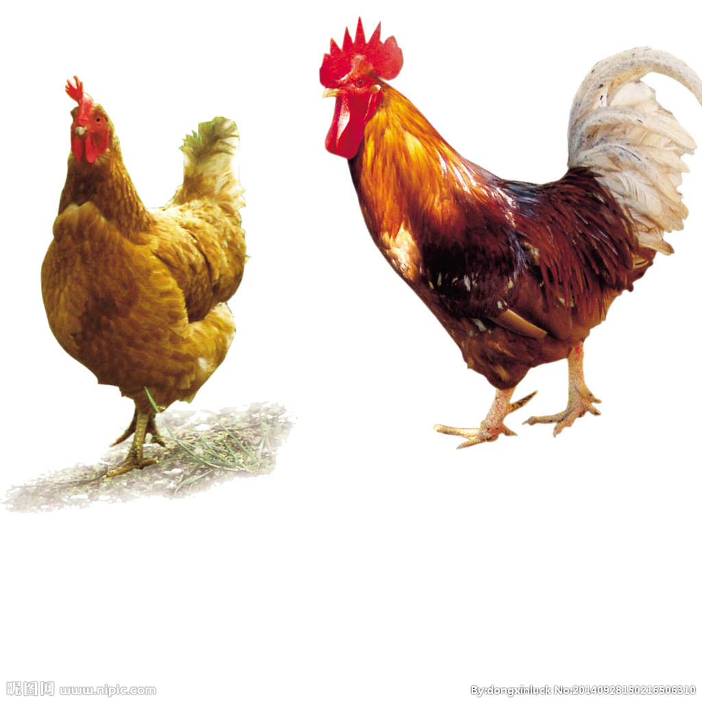  提高肉鴨養(yǎng)殖效益！這八個(gè)飼養(yǎng)管理要注意了?。夹g(shù)） 